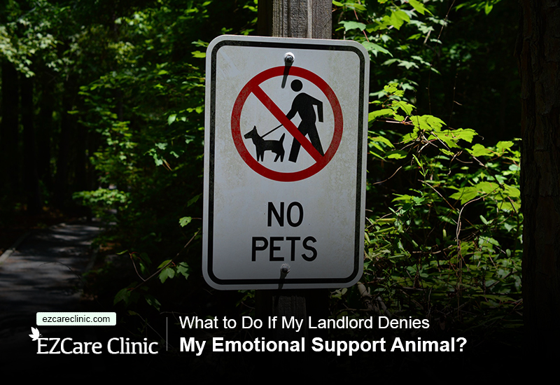 emotional support